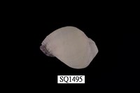 藏品(紫口珊瑚螺)的圖片